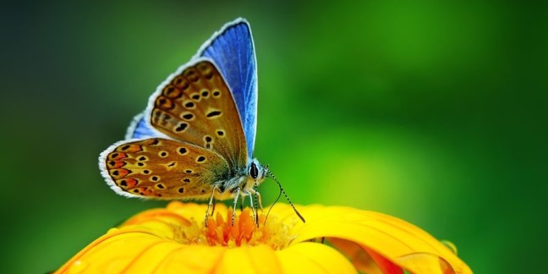 características dos animais