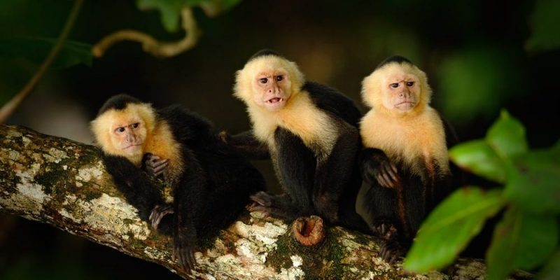 animais selvagens domésticos