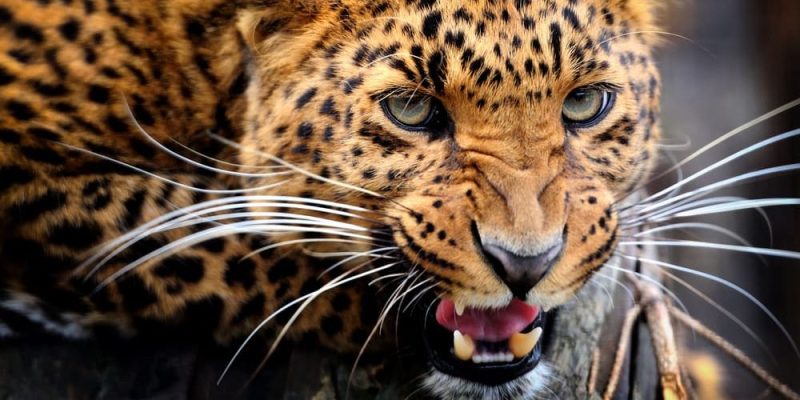 animais carnívoros herbívoros onívoros