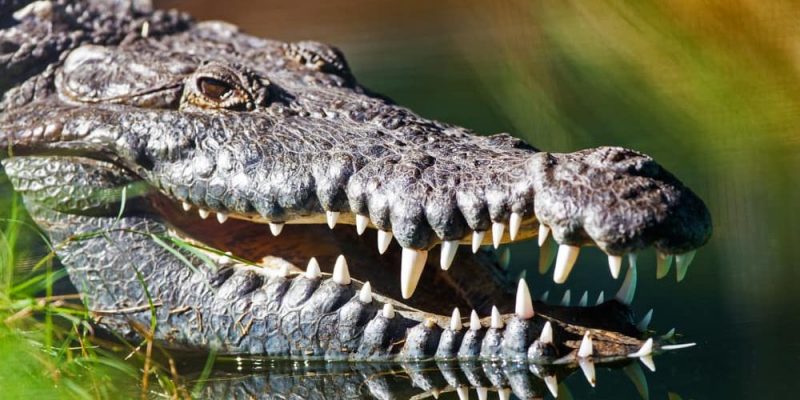 alimentação de crocodilo