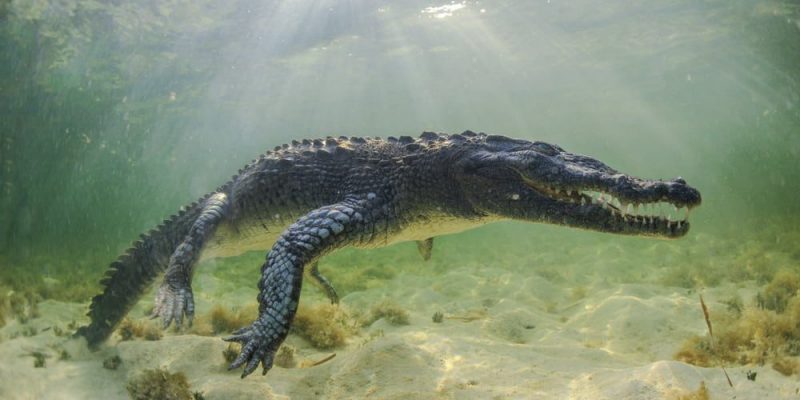 características de crocodilo