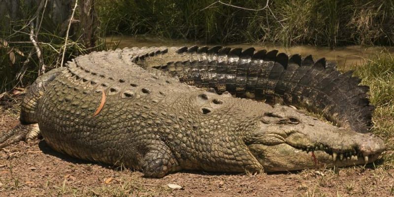 maior crocodilo marinho