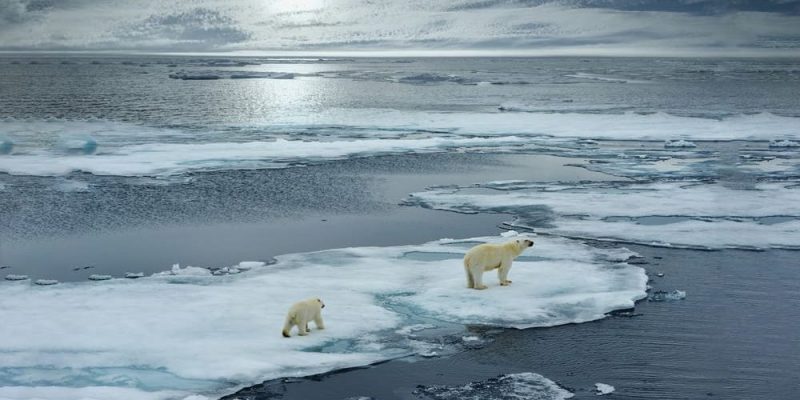 urso polar em extinção