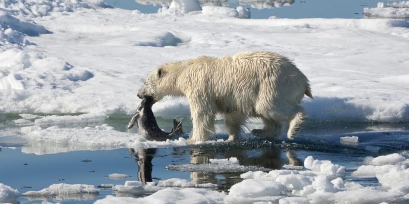 urso polar o que comer