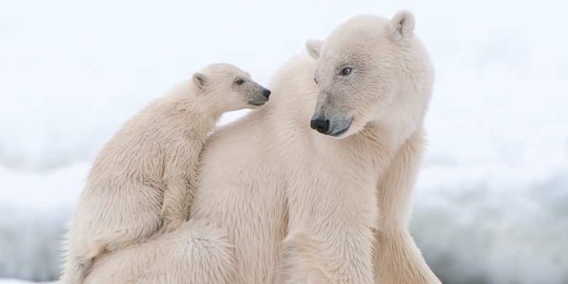 reprodução do urso polar