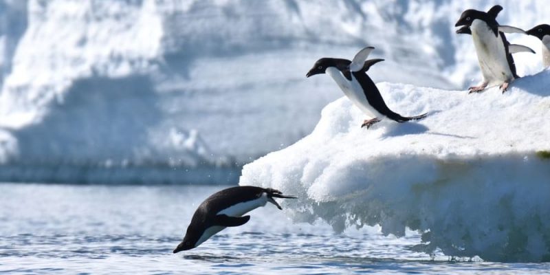 características do pinguim