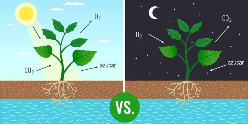 tipos de respiração vegetal