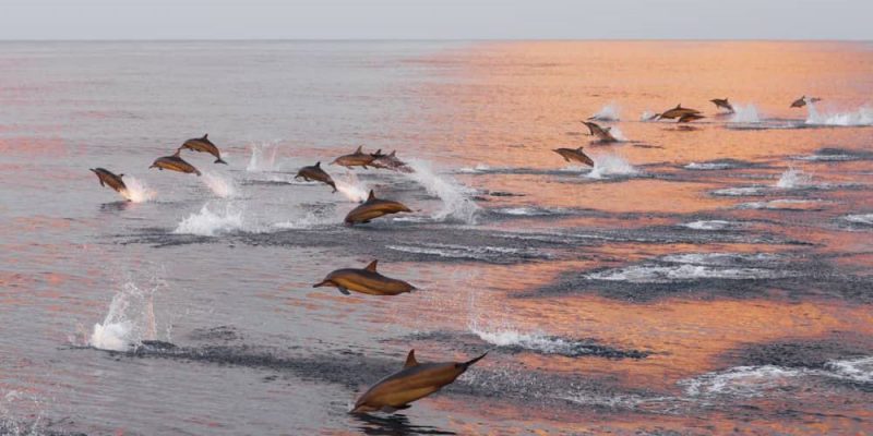 características dos golfinhos