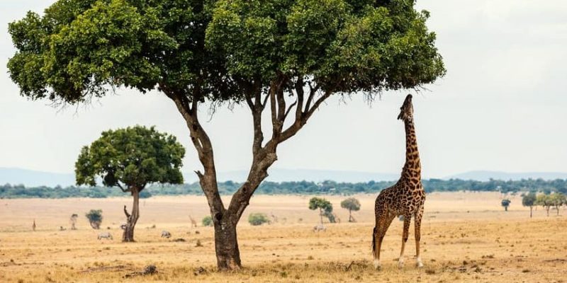 girafa alimentando o que eles comem