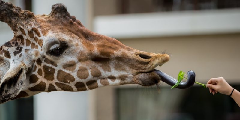 características da girafa