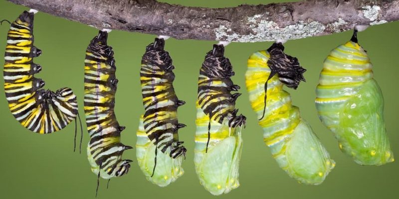 borboleta crisálida metamorfose