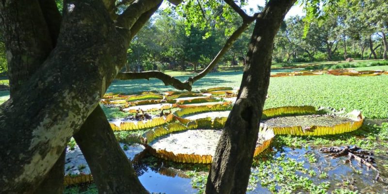 flora do ecossistema do pântano