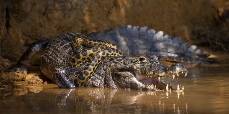 vida selvagem do ecossistema do pântano