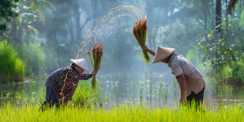 agricultores asiáticos