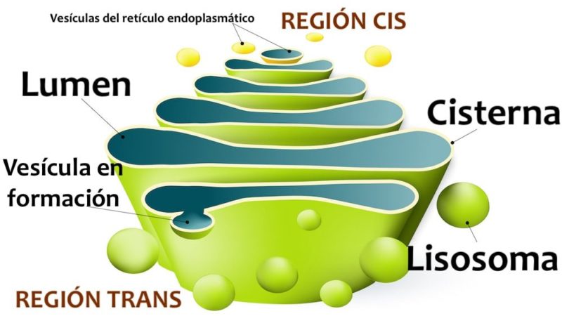 formação do aparelho de golgi lisossômico