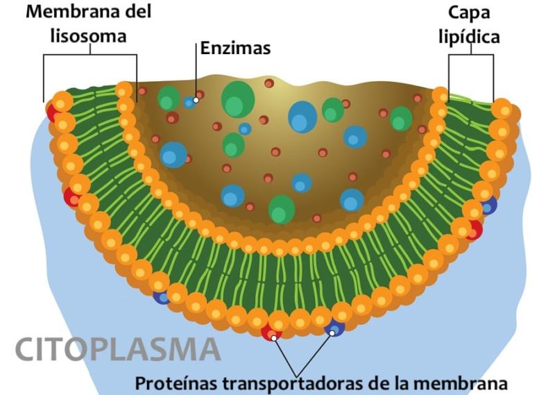 estrutura da membrana do lisossoma