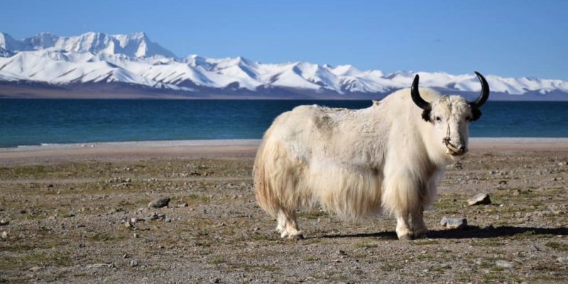 planície planície tibete lago namtso