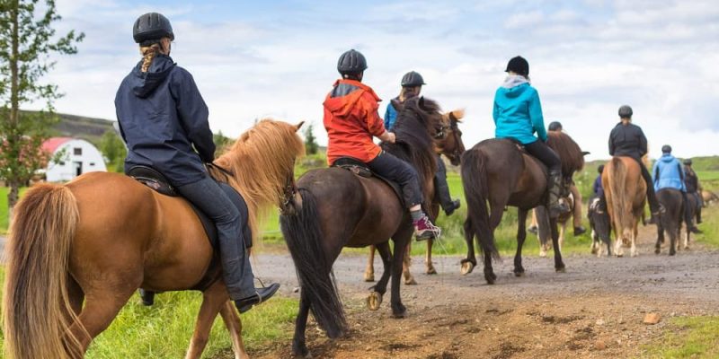 cavalos onde vivem