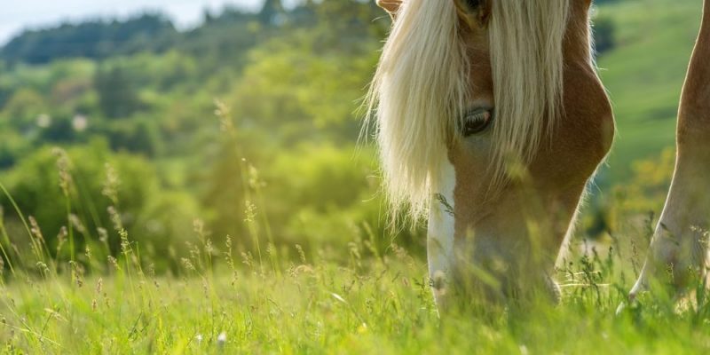 cavalos alimentam o que comem