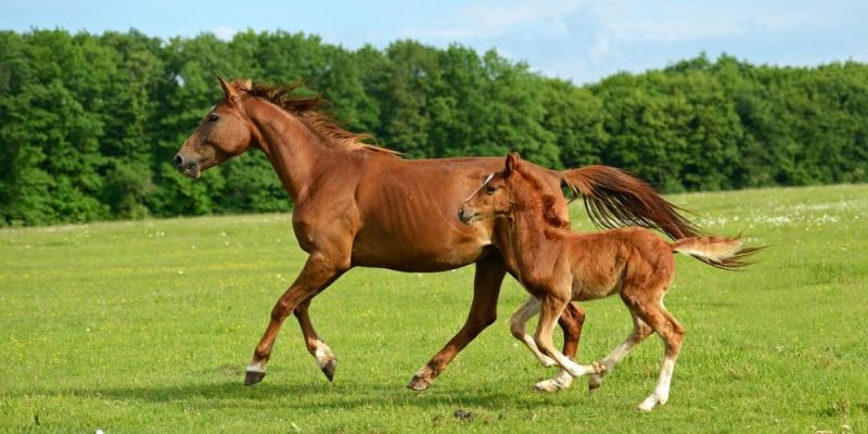 reprodução de cavalos