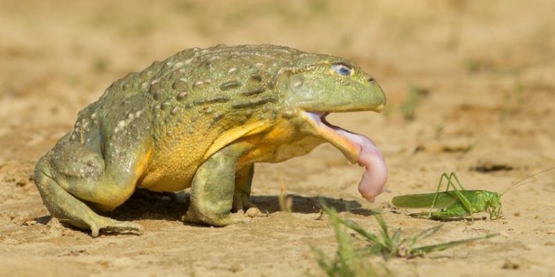 características dos sapos