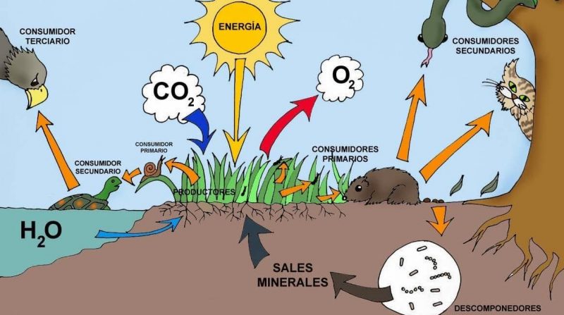 ecossistema - cadeia trófica