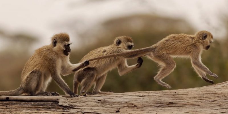 características de macaco