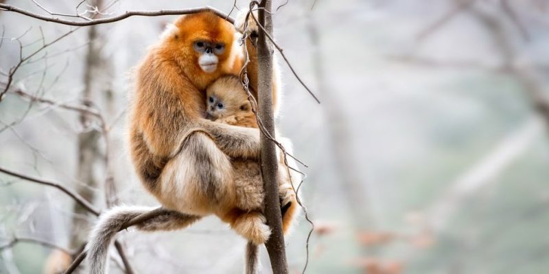 habitat do macaco onde vive