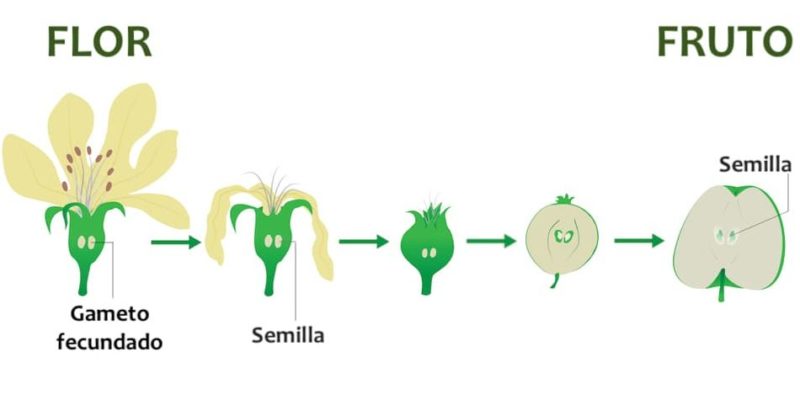 reprodução de plantas frutos sexuais flor