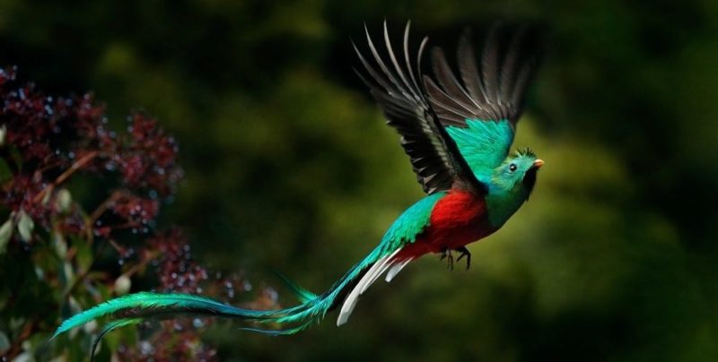 consequências do desmatamento biodiversidade quetzal