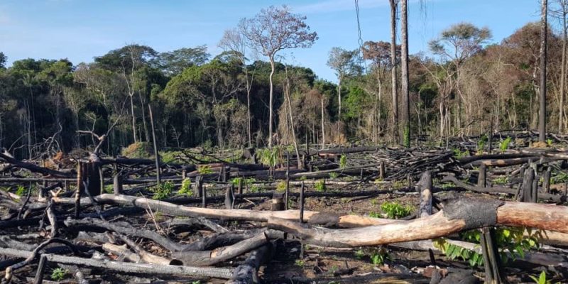 desmatamento amazônia brasil 2019 incêndio