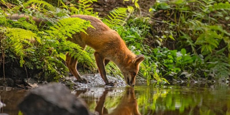 Exemplos de elementos naturais e sociais