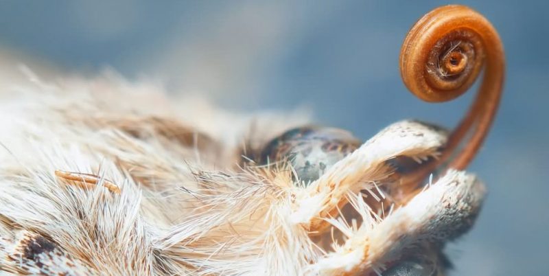 tipos de borboleta