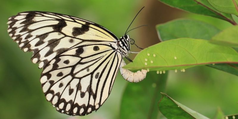 ovos do ciclo de vida da borboleta