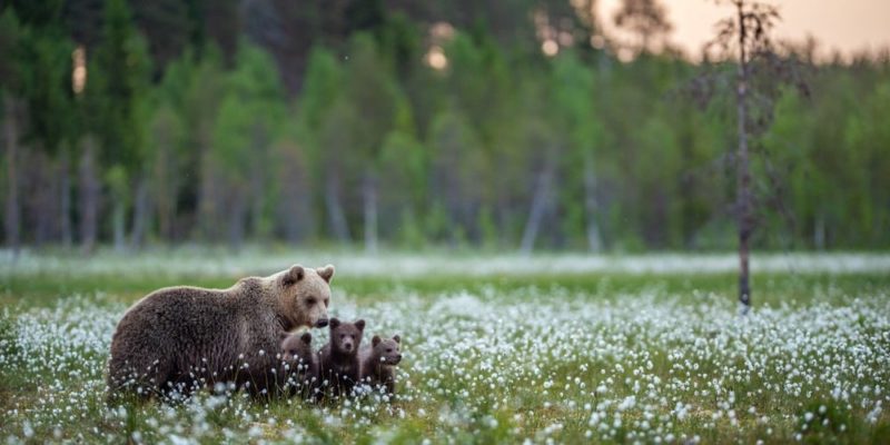 habitat da floresta de urso