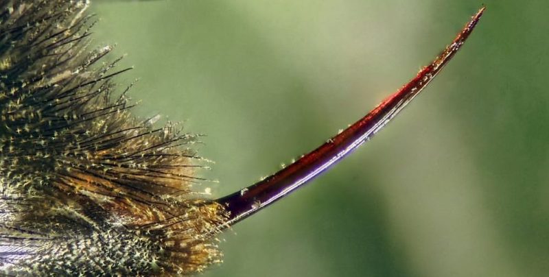 características do ferrão das abelhas