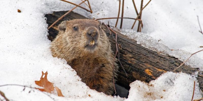 hibernação de marmota