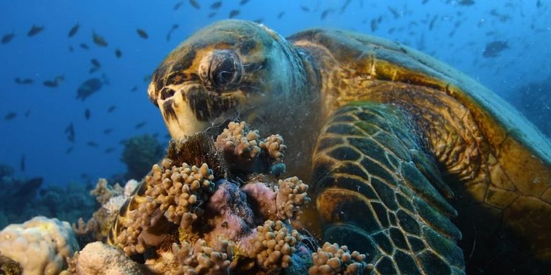 tartaruga de alimentação coral