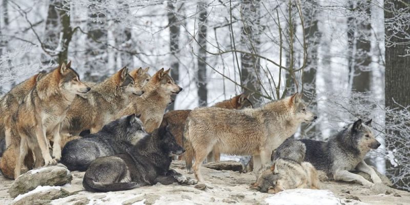 cores de pele de lobo