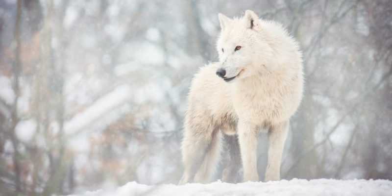 lobos tipos de cães-lobo