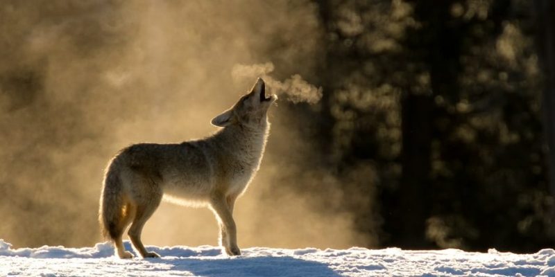 lobo uivando