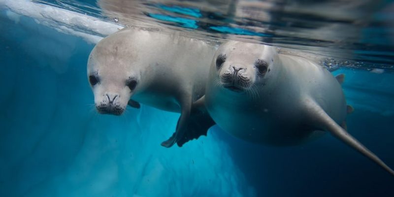 fauna marinha antártica