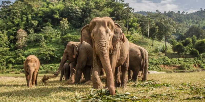 animais terrestres elefantes esqueleto