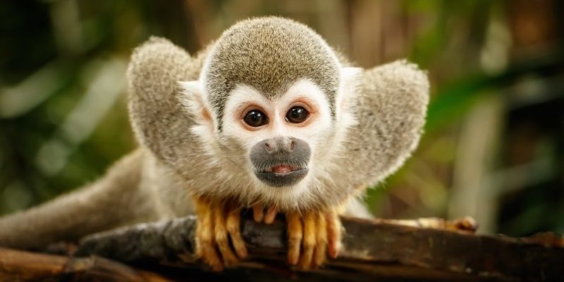 animais terrestres macaco esquilo