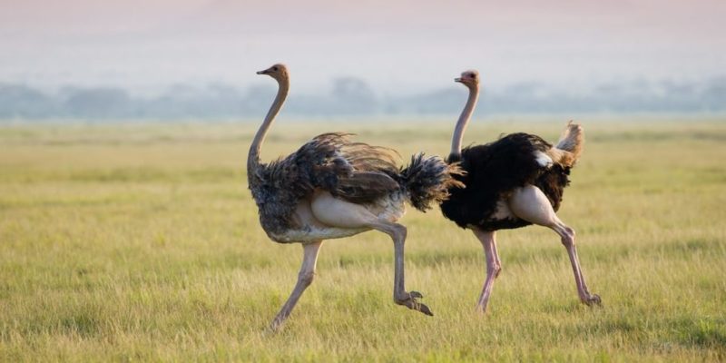 animais terrestres pássaros avestruz