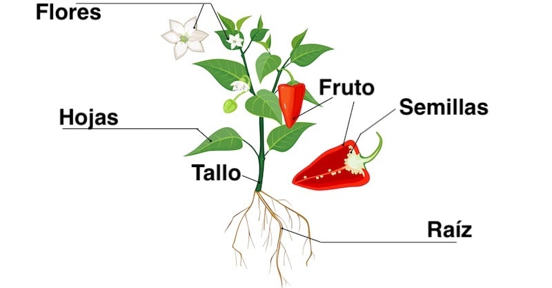 partes de plantas