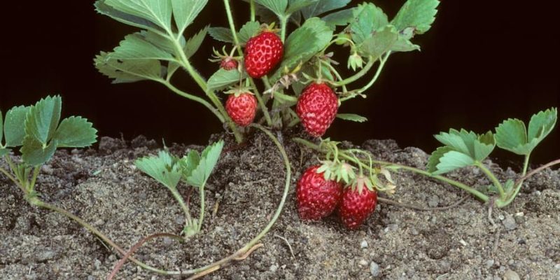 reprodução de plantas