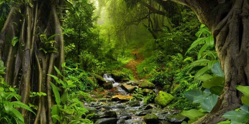 plantas de estratificação