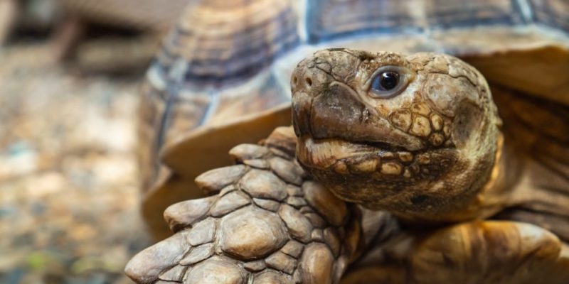 animais da tartaruga da savana africana