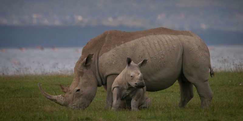 animais da savana africana rinoceronte negro